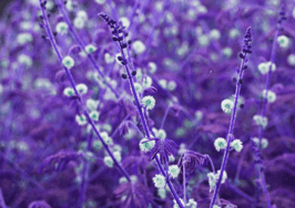 See Pantone's 2018 Color of the Year in action
