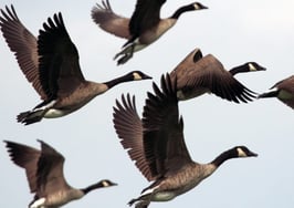 How to attract quality real estate agents to your team