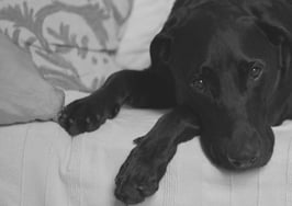 Dog doggy dog
