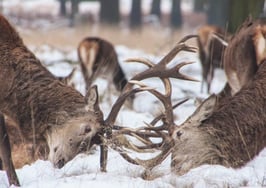 Franchise vs. indie brokerage: Pros and cons from a rookie agent