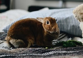 10 tips for selling a home with pets