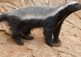 Why 'honey badger don’t care' is the best advice I’ve ever received