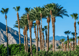 Real estate leaders gear up for radical meeting in the desert