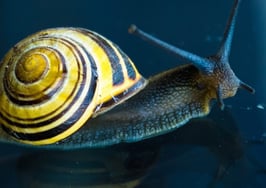 What can Zillow do to offset slowing revenue growth?