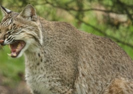 Realtor's video of bobcat vs. rattlesnake fight goes viral