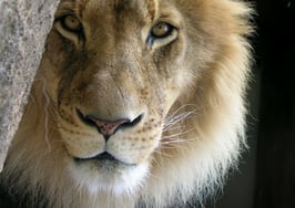 A new breed of leader is needed for MLSs and Realtor associations