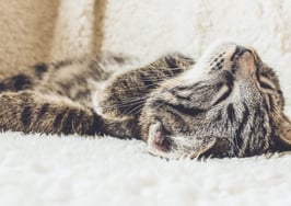 Truth: Daily naps can change your life as an agent