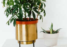 Health and wellness-focused homes surge in popularity