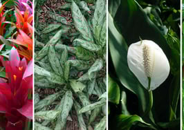 4 plants that can rid your real estate listings of toxins