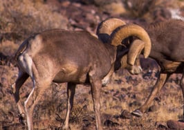 bighorn sheep montana