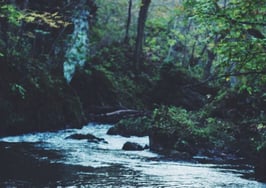 Upstream stream forest water river