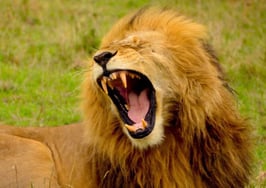 Lion roaring