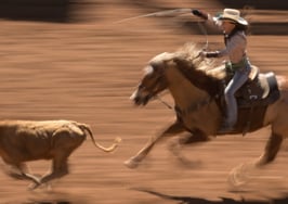 rodeo cowboy lasso horse bull