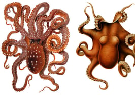 In real estate ecosystem, Zillow's octopus arms reach far and wide