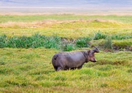 Hippo