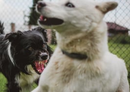 How to recruit top talent like the big dogs: Part 1