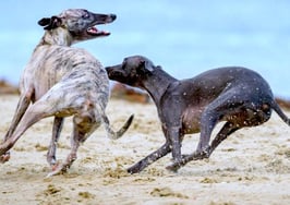 Dogs off leash