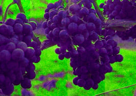 Heard it through the grapevine
