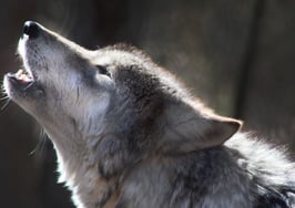 Lone Wolf howling