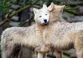 Two young arctic wolves looking like they are hugging.