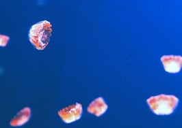 Keeping It Real: Why comparison is toxic for your business