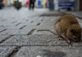 Which American city has the most rats? (Hint: It’s not Baltimore)