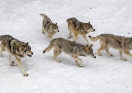 Lone Wolf partners with Updater to offer relocation services