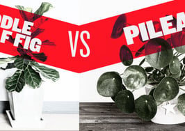 The 2 ‘it’ houseplants sure to activate your green thumb