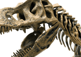 Next big luxury design trend? Think dinosaur fossils