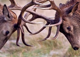 What real estate executives think of NAR's pocket listing policy