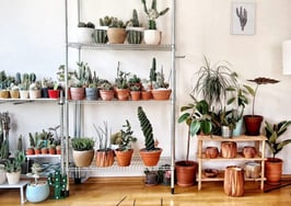 The latest reason millennials aren't buying homes? Houseplants