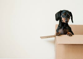 Renters are flocking to Denver, leaving Detroit