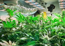 Marijuana and real estate are gradually becoming intertwined