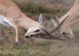 NAR-DOJ ruling divides agents over commission, pocket listing rules