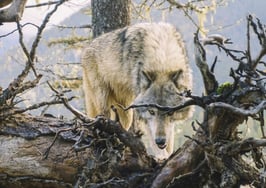 Lone Wolf announces new integrated cloud solutions for every stakeholder