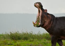 Homeowner's insurance startup Hippo raises $150M Series E round