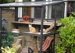 This home improvement trend is catnip to quarantining pet owners