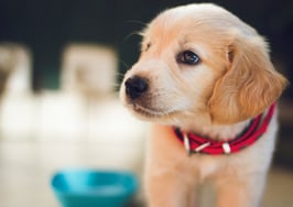 3 options for selling a home with pesky pet odors