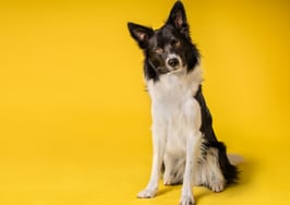 10 amenities Zillow predicts will be on your buyers' 2021 wish lists