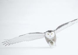 Inman Review: Birdeye is a smart take on experience marketing for agents