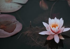 pink lotus flower