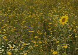 How indies can thrive in today's market