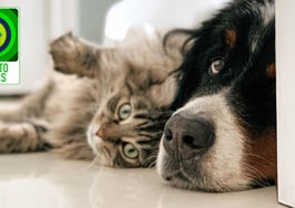 A stinky business: Getting rid of pet odors
