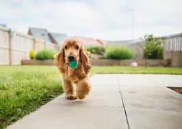 Smart Home Tech: What are the top smart devices for pets?