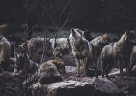 Lone Wolf Technologies acquires LionDesk and HomeSpotter