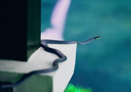 7 crazy critter encounters in real estate — and what to do about them