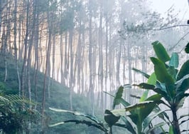 @properties to acquire referral platform Suburban Jungle
