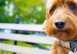 Viral Reddit thread places HOAs in the doghouse