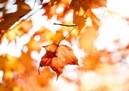 Fall housing outlook: Cooling prices, tighter inventory, less competition