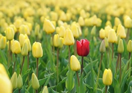 How to make your marketing stand out in the sea of sameness